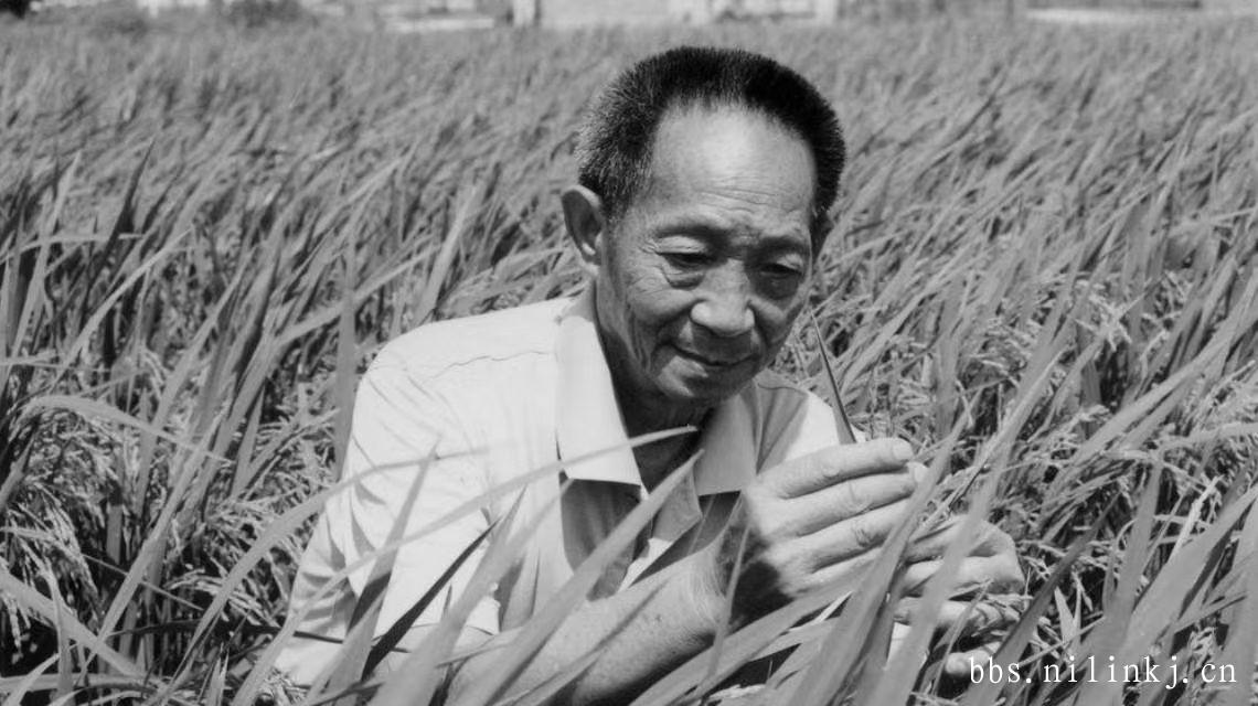 致敬 水稻之父